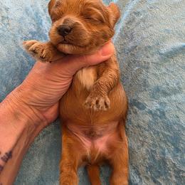 Roger - Red male Cavapoo puppy in Gresham, Oregon from Paisley Cavapoos