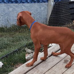 Vizsla Puppies from Vizsla's from Heaven