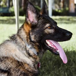 Kiwi - German Shepherd