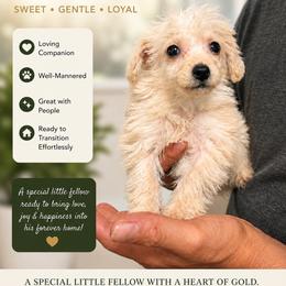 Asher - Cream male Poodle puppy in Chattanooga, Tennessee from Joy-Fur Puppies