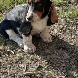 Basset Hound Puppies from Hill Top Basset Hounds & Great Pyrenees