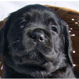 Labrador Retrievers from Earth Angel