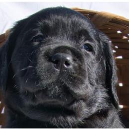 Labrador Retrievers from Earth Angel