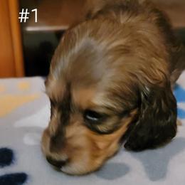 Dachshund Puppies from CLARK'S BREEDING PROGRAM