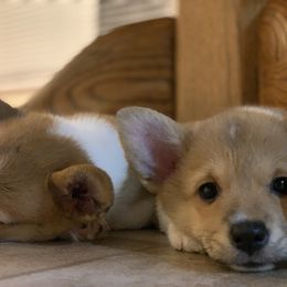 Pembroke Welsh Corgi Puppies from Gold Country Pups