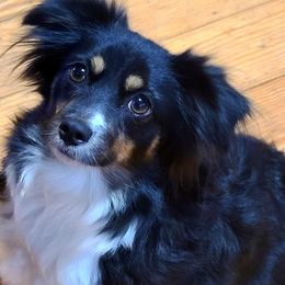 BRIDGET  - Toy Australian Shepherd