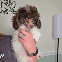 Ollie - Parti male Poodle puppy in Cornelia, Georgia from Yates Family Farm