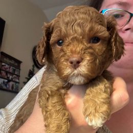 Feliz (Purple collar girl) - Brown female Cavapoo puppy in Eagle Mountain, Utah from Liberty Farms Puppies