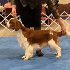 Darlene - Welsh Springer Spaniel