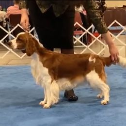 Darlene - Welsh Springer Spaniel