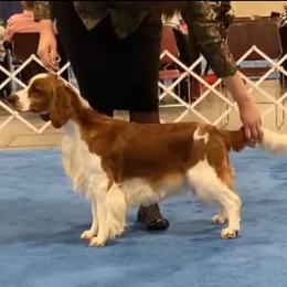 Darlene - Welsh Springer Spaniel