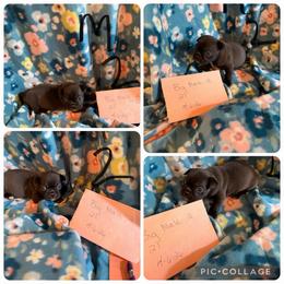 Male 2 - Silver male Pug puppy in Trenton, Tennessee from Brenda's Puppies