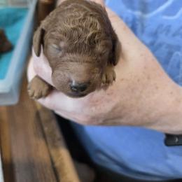 Boy 3 - male Poodle puppy in Vass, North Carolina from Dakliff Standard Poodles