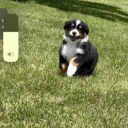 Sergio aka Mr. George Wickham - Black tri-color Australian Shepherd puppy in Allenton, Wisconsin from Jump Jivin Aussies