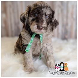 Dibbs - OFA-Genetics-2 Yr Warranty. - Merle male Goldendoodle puppy in Jeddo, Michigan from Apple Creek Doodles