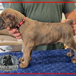 Titan - Gray brindle male Cane Corso puppy in Warren, Ohio from Northeast Ohio Cane Corso
