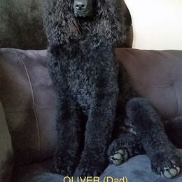 Poodle All Grown Up from Missy Trusty's Poodles