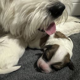 Boy 2 - Coton de Tulear puppy from Uptown Cotons