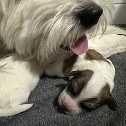 Boy 2 - Coton de Tulear puppy from Uptown Cotons
