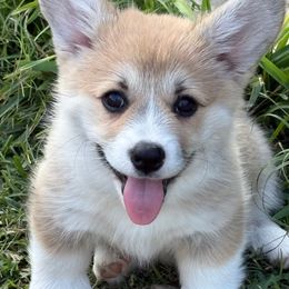Lexi Yellow Girl - Red female Pembroke Welsh Corgi puppy in Fredericksburg, Texas from Hill Country Corgis