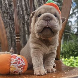 Megan - Lilac dilute female Chinese Shar-Pei puppy in Minden, Louisiana from Zoey's Waggly Tails