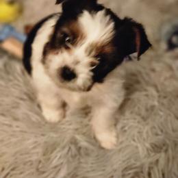 Yorkshire Terrier Puppies from Letterman Yorkies