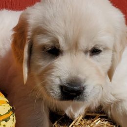 Golden Retriever Puppies from Iron Rose Retrievers