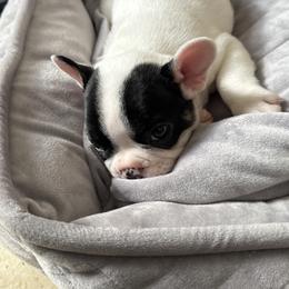 Spike - Black and white male French Bulldog puppy in Kinzers, Pennsylvania from Ashley Farra
