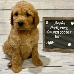 Goldendoodles and Poodles from Texoma Doodles