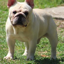 American Bulldog, French Bulldog, and Shorty Bull Puppies from Bingham's Bulldogs LLC