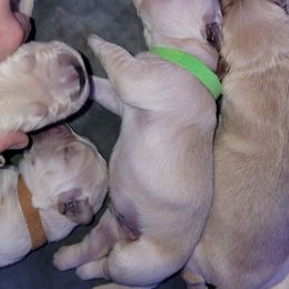 Golden Retriever Puppies from Sycamore Goldens