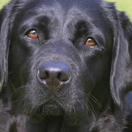 Labrador Retrievers from Balewater Labradors