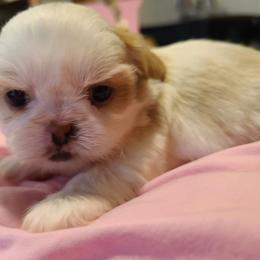 Girl 1 - White female Shih Tzu puppy in Belleville, Michigan from Patricia's Heavenly Earth Angels