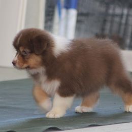 L'oreal - Red tri-color female Australian Shepherd puppy in Jameson, Missouri from Sky Creek