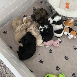 Havanese and Havapoo Puppies from Ladypawspuppies