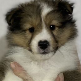 Boy 1 - Sable merle and white male Shetland Sheepdog puppy in Temperance, Michigan from NorthAcre Shelties