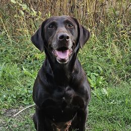 Piper - Labrador Retriever