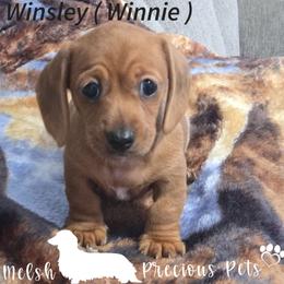 Winnie - Dapple female Dachshund puppy in Anamosa, Iowa from Melsh Precious Pets