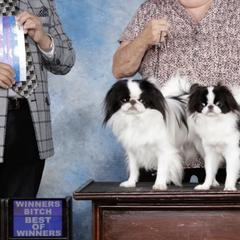 Chihuahuas and Japanese Chins from Gift of Gods Favor