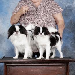 Chihuahuas and Japanese Chins from Gift of Gods Favor