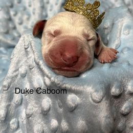 Duke Caboom - Dalmatian puppy in Haines City, Florida from Magnolia & Sullivan Dalmatians