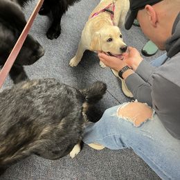 Labrador Retriever Puppies from Armory Labradors