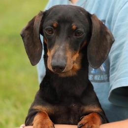 Ollie Jane - Dachshund