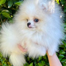 Blaze - Blue merle male Pomeranian puppy in Hot Springs, Arkansas from Pomeranian Empire