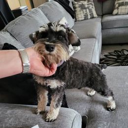 Frankie - Miniature Schnauzer