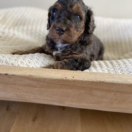 Bernedoodle, Goldendoodle, and Poodle Puppies from Central Valley Canine Companions