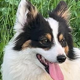 Teton - Pembroke Welsh Corgi