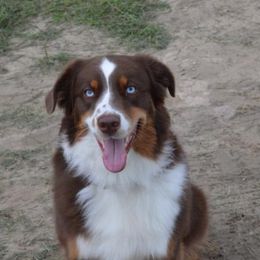 Australian Shepherds from Highland Aussies