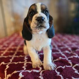 Freckle - Black white and brown female Basset Hound puppy in Valley, Washington from Enchanted Valley Paws