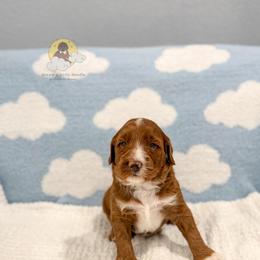 Rocky Road - Red  male Goldendoodle puppy in Dallas County, Texas from Dream A Little Doodle